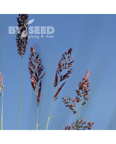 Melinis nerviglumis Karoo Queen