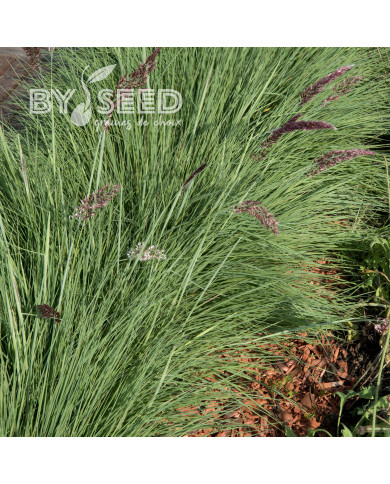 Melinis nerviglumis Karoo Queen