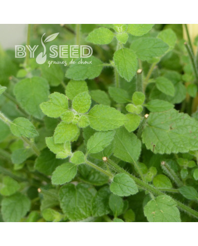 Mélisse officinale Mandarina