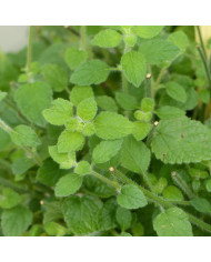 Menthe pouliot - Mentha pulegium