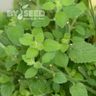 Mélisse officinale Mandarina