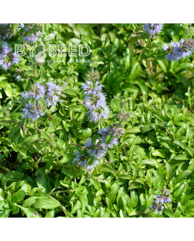 Menthe pouliot - Mentha pulegium