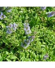 Menthe verte - Mentha spicata BIO