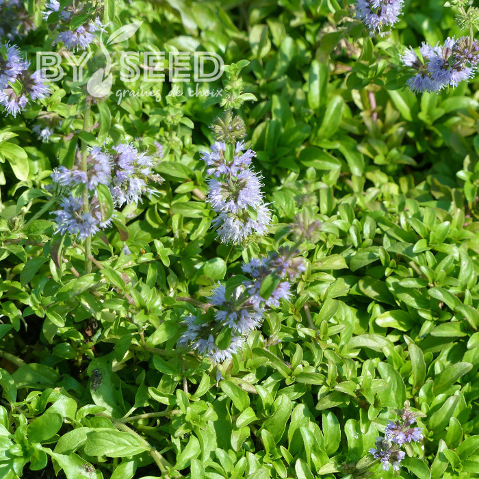 Menthe pouliot - Mentha pulegium