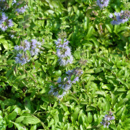 Menthe pouliot - Mentha pulegium