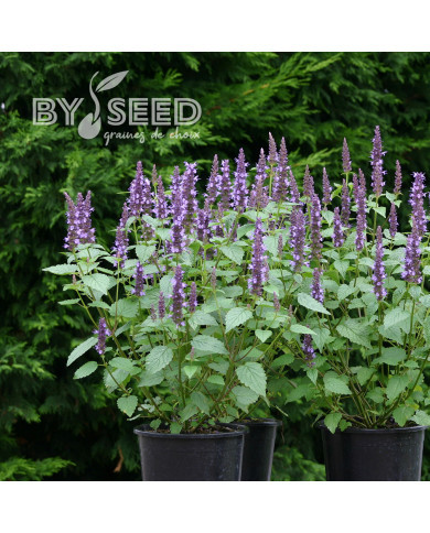 Agastache hyb. Astello Indigo