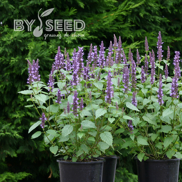 Agastache hyb. Astello Indigo