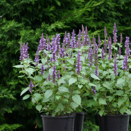 Agastache hyb. Astello Indigo