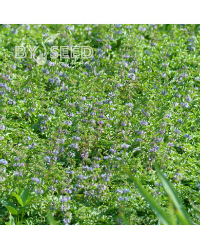 Menthe pouliot - Mentha pulegium