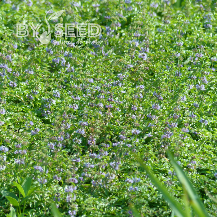 Menthe pouliot - Mentha pulegium