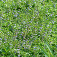 Menthe pouliot - Mentha pulegium