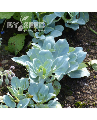 Mertensia maritima Plante huître