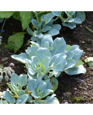 Menthe verte - Mentha spicata BIO