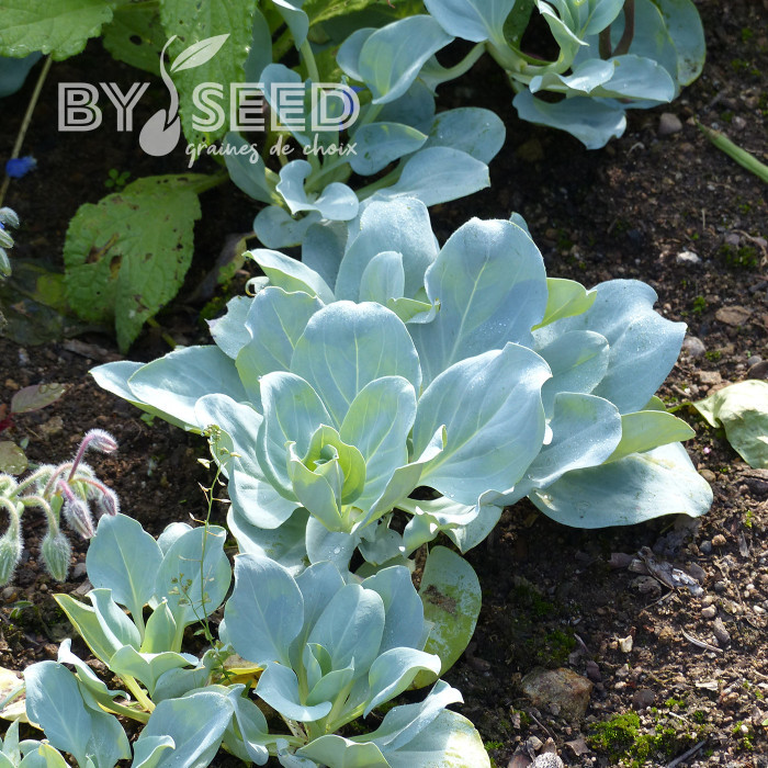 Mertensia maritima Plante huître