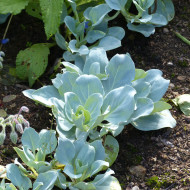 Mertensia maritima Plante huître