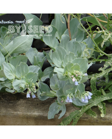 Mertensia maritima Plante huître