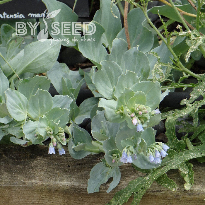 Mertensia maritima Plante huître