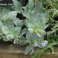 Mertensia maritima Plante huître