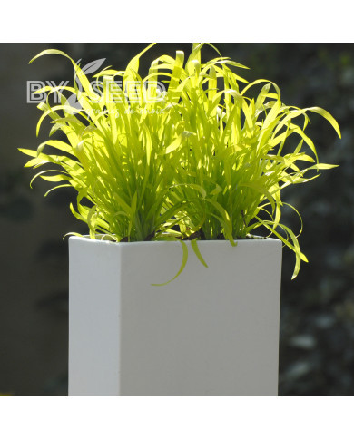 Milium effusum Aureum