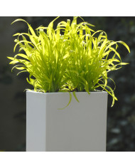 Mertensia maritima Plante huître