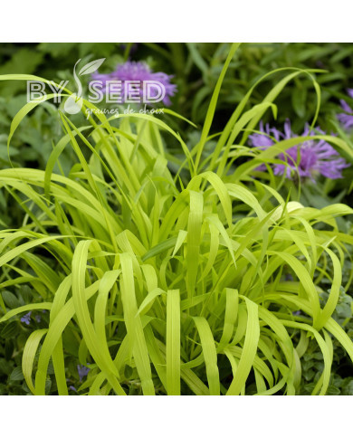 Milium effusum Aureum