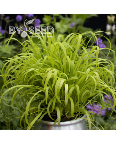 Milium effusum Aureum