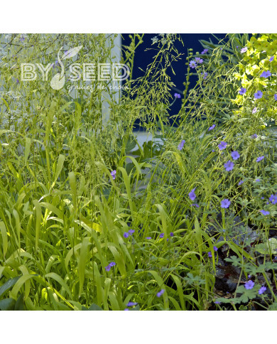 Milium effusum Aureum