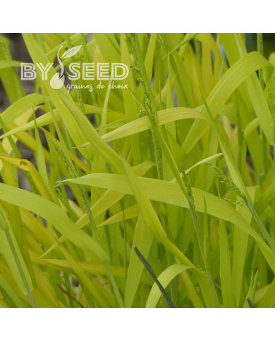 Milium effusum Aureum