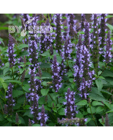 Agastache hyb. Astello Indigo