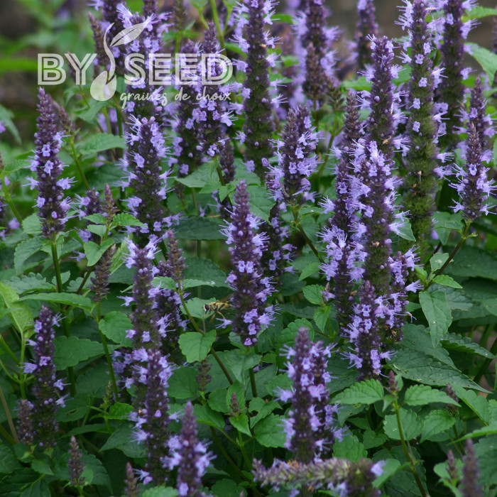 Agastache hyb. Astello Indigo