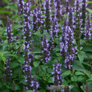 Agastache hyb. Astello Indigo
