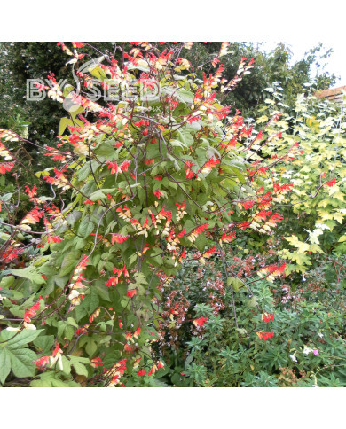 Mina lobata Exotic Love