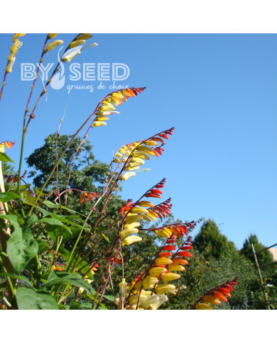 Mina lobata Exotic Love