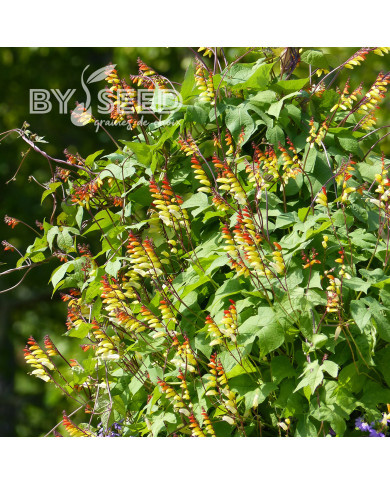 Mina lobata Exotic Love