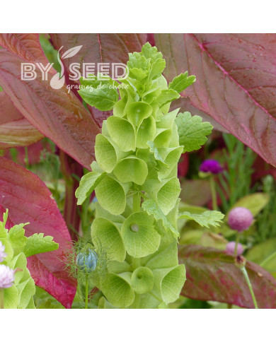 Molucelle Cloches d'Irlande