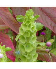 Monarde citriodora Bees Favourite