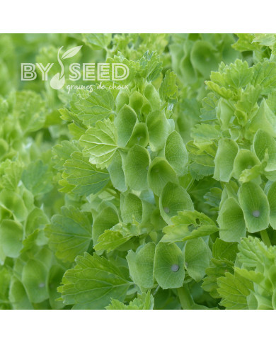 Molucelle Cloches d'Irlande