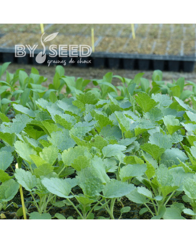 Molucelle Cloches d'Irlande