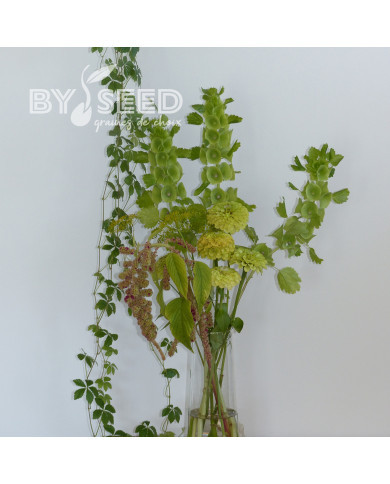 Molucelle Cloches d'Irlande