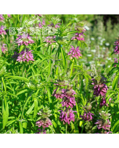 Monarde citriodora Bees Favourite