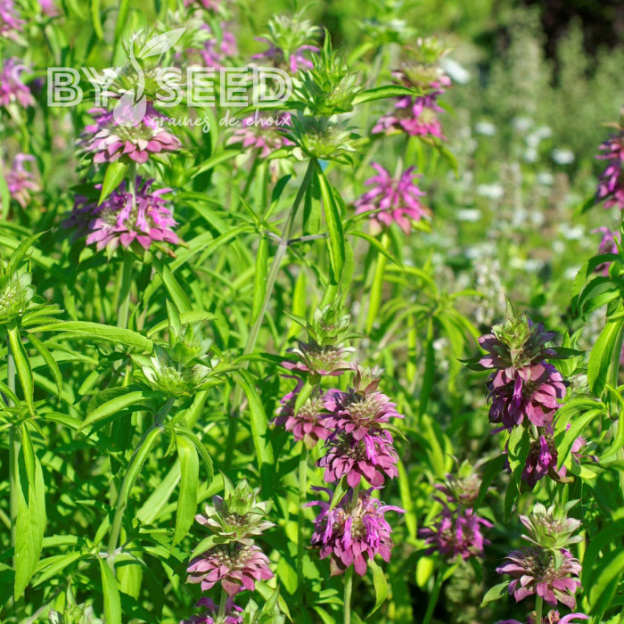 Monarde citriodora Bees Favourite