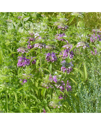 Monarde citriodora Bees Favourite