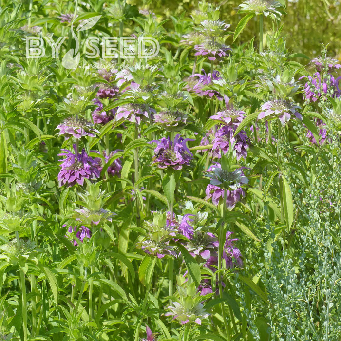 Monarde citriodora Bees Favourite