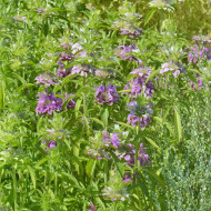 Monarde citriodora Bees Favourite