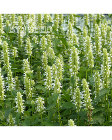 Agastache rugosa Alabaster