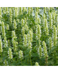 Agastache rugosa Blue Spike