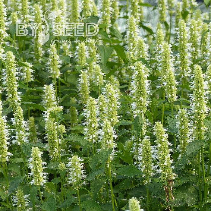 Agastache rugosa Alabaster