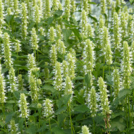 Agastache rugosa Alabaster