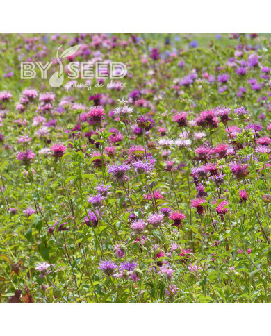 Monarde didyma Milano Mix