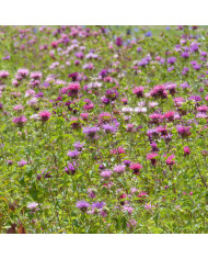 Monarde citriodora Bees Favourite
